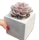 סקולנט בעציץ מיני בטון